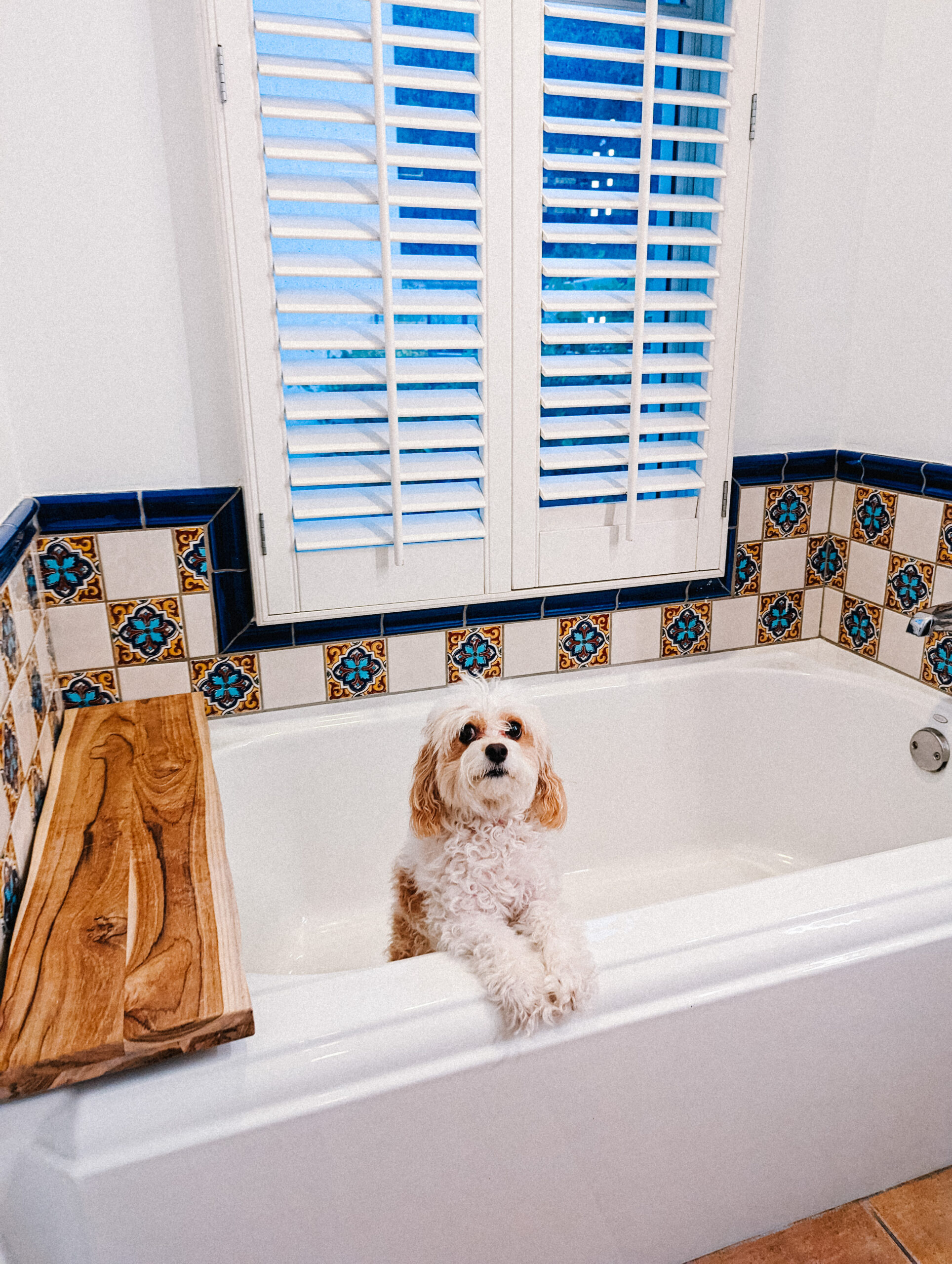 Dog Friendly Vacation at the Kimpton Canary Hotel