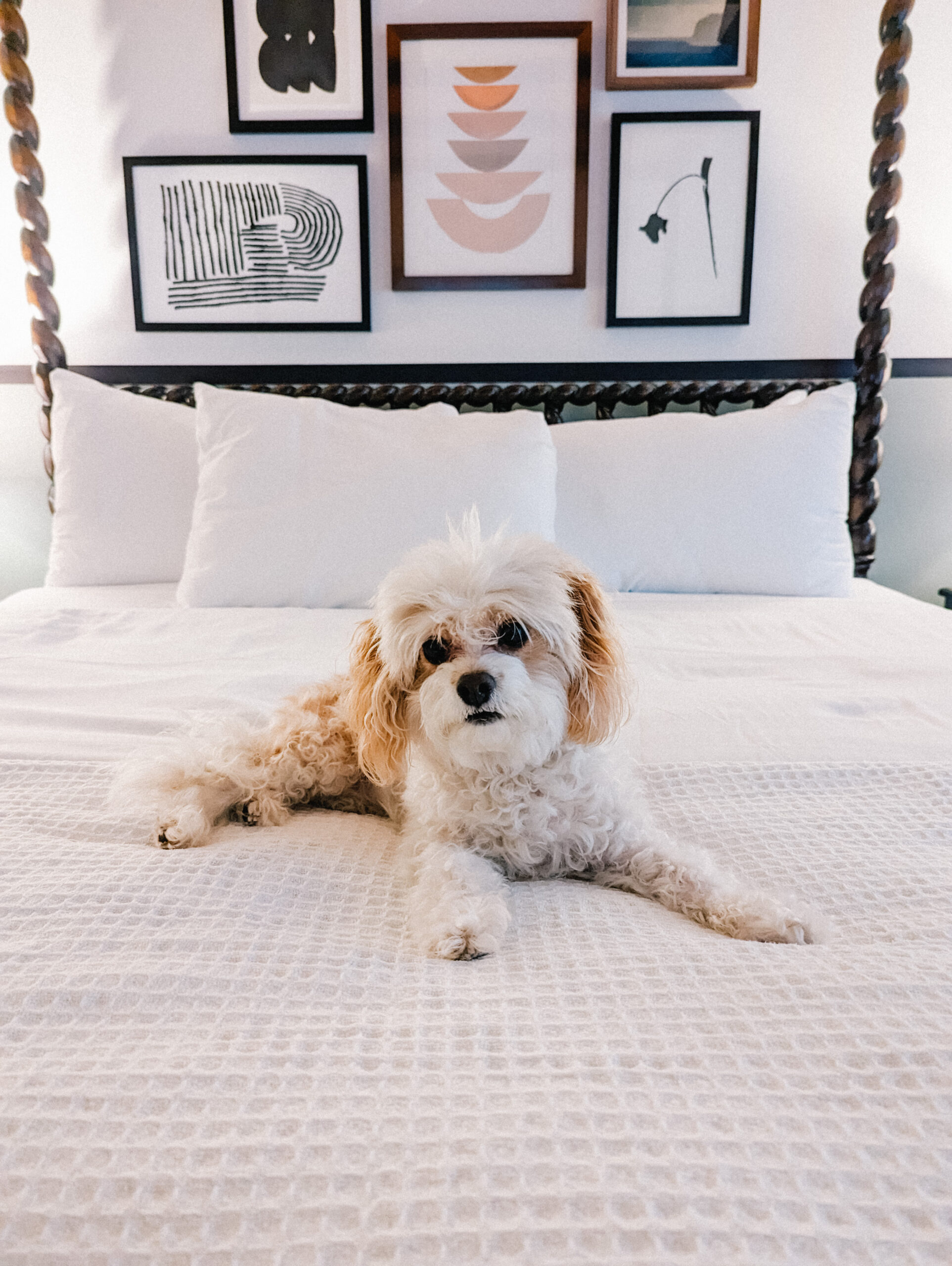 Dog Friendly Vacation at the Kimpton Canary Hotel
